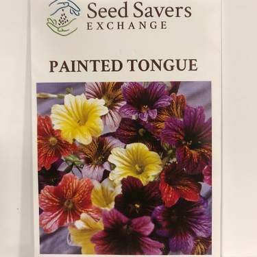 Painted Tongue Flower, 1824 Heirloom